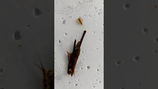 Two Stonefly Nymphs and a Caddisfly Larva [upl. by Auqinom713]