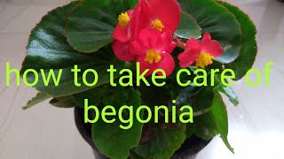 How to care begonia plants Winter begonia plant care [upl. by Aned]