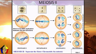 Genetics And Disease in Pathophysiology lecture 12 [upl. by Appilihp]