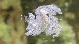 nassarius snail laid eggs [upl. by Casilde544]