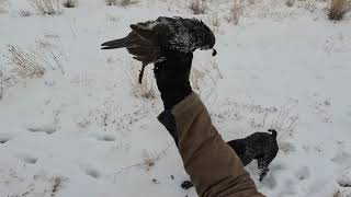 Idaho chukar huns and quail December 2022 [upl. by Neetsirk721]