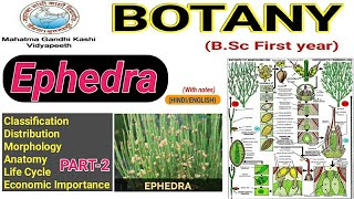 Ephedra life CycleEconomic Importance of EphedraEphedrine [upl. by Joub]