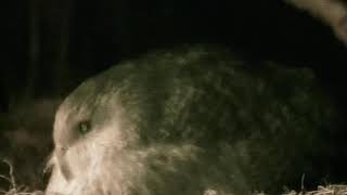 Kakapo Parrot BOOMING Mating Call New Zealand HEAVIEST PARROT IN THE WORLD [upl. by Hurty]