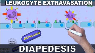 Leukocyte Extravasation  Diapedesis [upl. by Rodama]