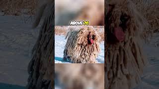 How Big is the Komondor Dog Breed [upl. by Haliled578]