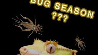 What is bug season  TheGeckoFactory [upl. by Sparrow]