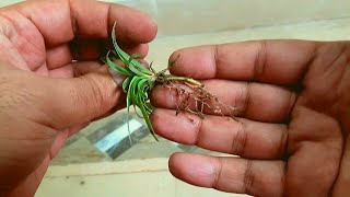 How to Grow Spider Plant from Cuttings [upl. by Emsoc693]