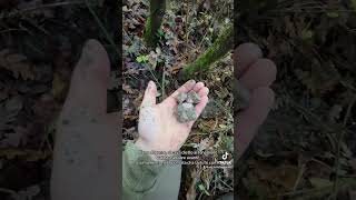 Che bello cavare dietro ai fenomeni da bar nel bosco cava chi è meglio tartufo tartufobianco [upl. by Harrie769]