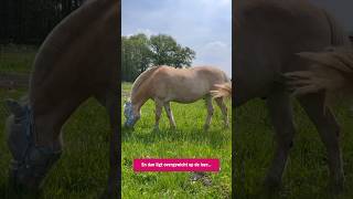 Help je paard tegen overgewicht🐴 [upl. by Elspeth]