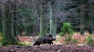 Chasse sangliers LES SALLES 42 à regarder en 1080 HD [upl. by Juliet]