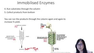 Chapter 34  Immobilised Enzymes  Cambridge ALevel 9700 Biology [upl. by Castora]