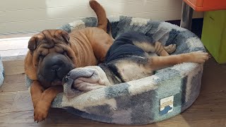 Shar Pei funny moments [upl. by Nita]