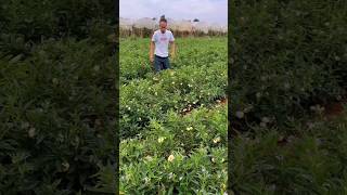 Friends eating pepino melon fruit pepino fruiteating shorts [upl. by Rabbi]