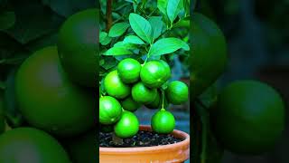 How to Grow Lemon Tree Great ideas of Propagation Lemon Tree using a Green Coconut Bangla Tutorial [upl. by Nettie]