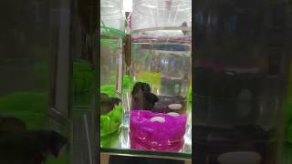 Siamese fighting fish Betta splendens [upl. by Acim]