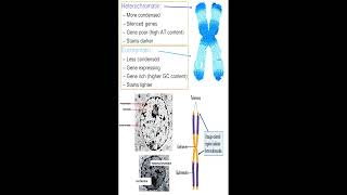 Appearance of Heterochromatin and Euchromatin in Chromosome geneticteacher [upl. by Pattin]