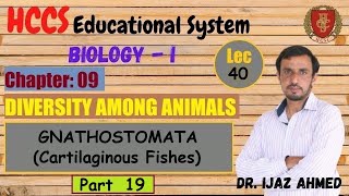 Super Class Gnathostomata Cartilaginous Fishes  Part 19 Chapter 9  1ST YEAR  Dr IJAZ  LEC40 [upl. by Nomla]