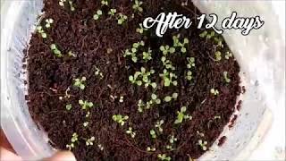 How To Germinate Petunia Seeds   Whimsy Crafter [upl. by Euell]