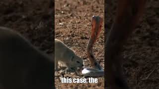 Cobra Vs Mongoose [upl. by Kessia]