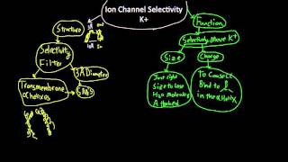 K ion channel selectivity [upl. by Omiseno]