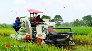 DOSER PADI CROWN SUMO 106 HP SEDORO KAIBON GEGER MADIUN [upl. by Enneirdna]