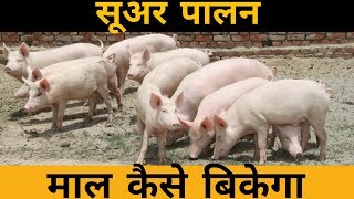 How to sell Pigs  Marketing  सूअर कैसे  कहा बेचे  Pig Farming Information  training [upl. by Emma850]