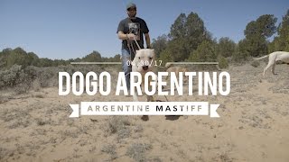 DOGO ARGENTINO THE BIG CAT HUNTER [upl. by Tnomyar900]