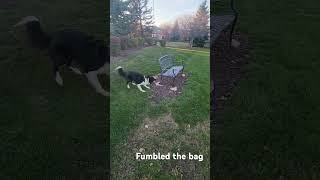 Border Collie jumps but misses frisbee doglover dog bordercolliedog bordercollie dogs [upl. by Elodea]