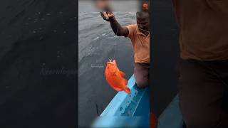 Catching Tomato Grouper Using Squid Piece as Bait fishing fishingvideo seafishing [upl. by Yenahpets732]