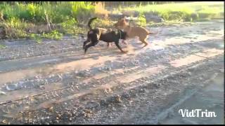 Rhodesian ridgeback vs Rottweiler [upl. by Holloway]