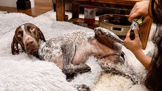 How my German Shorthaired Pointer reacts to cutting nails [upl. by Enaira263]