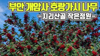 전북 부안 능가산 개암사 호랑가시나무  지리산골 작은정원 [upl. by Nihsfa]