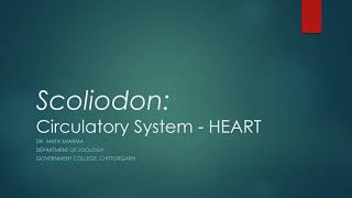 Scoliodon  Circulatory System Heart [upl. by Aynad578]