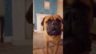 Bullmastiff barking [upl. by Enomas]