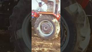 MAYONNAISE SHAKIA 🤔viralvideo short ringtone halloween farming vlog urdu explore agricultur [upl. by Ateuqahs767]