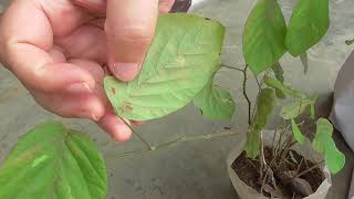 Medicinal Plants Documentary SHALAPARNI Desmodium gangeticum  updated [upl. by Ainocal]