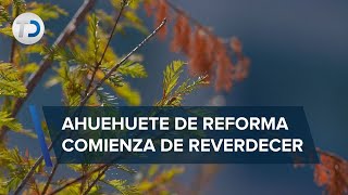 ¡Está vivo Hojas del Ahuehuete de Reforma se tornan verdes a más de un mes de ser plantado [upl. by Ogdon]