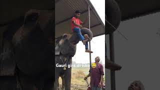 bollywood song hindisong elephant funnymusic funny [upl. by Diad]