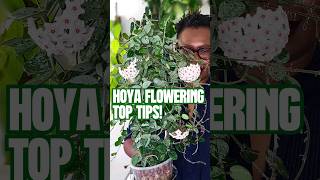 How I Get My Hoyas to Flower hoyaplants hoyas [upl. by Eniagrom188]