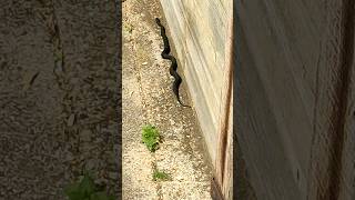 Very Rare black snake uk  grass snake [upl. by Grayson756]