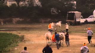 Bull race at Kila Rural Olympics Sports Festival [upl. by Ramah438]