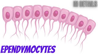 Ependymocytes in details Cytology part 18 [upl. by Darrow]