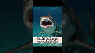 Shark Secrets Exploring Skin Protection and Respiratory Mechanisms animalfacts [upl. by Valene]