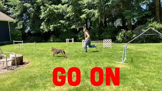 How to Train Your Dog to Go On Ahead of You in Agility [upl. by Imar]