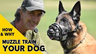 How and Why to MUZZLE Train Your DOG [upl. by Anita267]