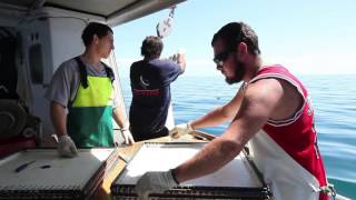 Longline Fishing New Zealand [upl. by Imhskal]