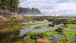 Rocky Intertidal Zone [upl. by Aihsrop858]