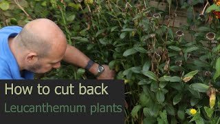 EP185  How to cut back Leucanthemum plants for the winter [upl. by Ramaj]