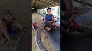 Longest horn carabaoviralvideo carabao farmanimals animals shorts [upl. by Ataga163]