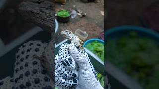 i got a Bunglon taman its a Garden Chameleon Calotes versicolor [upl. by Bible975]